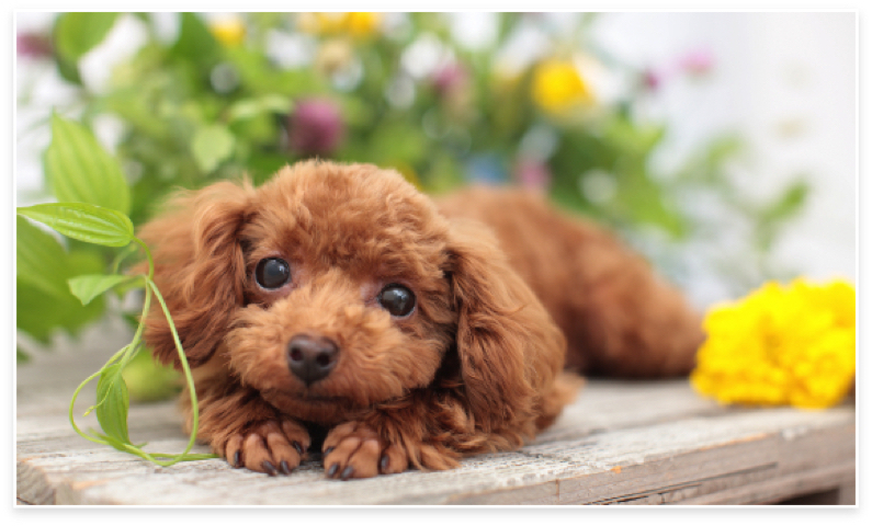 資格のキャリカレのトリマー・ペットスタイリスト資格取得講座の犬