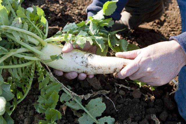 daikon5